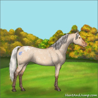 Horse Color:Silver Bay Roan Dun Appaloosa Rabicano 