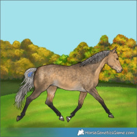 Horse Color:Silver Buckskin Dun 