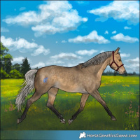 Horse Color:Silver Buckskin Dun 