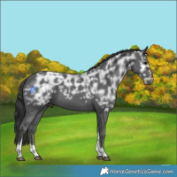 Horse Color:Black Ice Tobiano