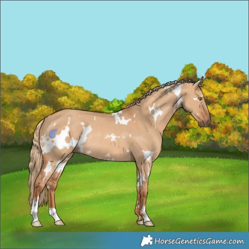 Horse Color:White Spotted Red Dun Rabicano