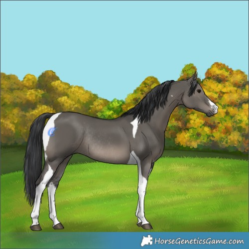 Horse Color:White Spotted Grullo Tobiano Rabicano 
