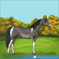 Horse Color:White Spotted Grullo Tobiano Rabicano 