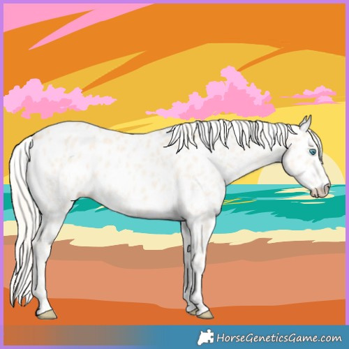 Horse Color:Cremello Appaloosa 
