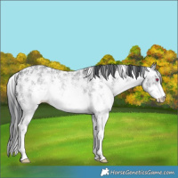 Horse Color:Brown Chinchilla Sabino