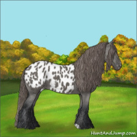 Horse Color:Grullo Appaloosa 