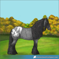 Horse Color:Blue Roan Appaloosa