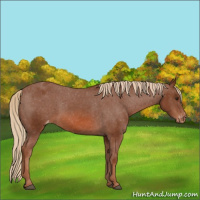 Horse Color:Chestnut Appaloosa 