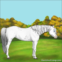 Horse Color:Liver Chestnut Frame Appaloosa 