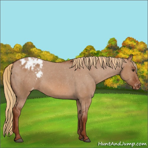 Horse Color:Red Dun Appaloosa 