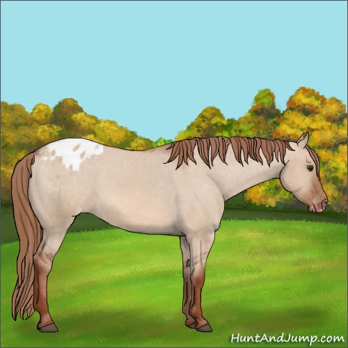 Horse Color:Red Dun Appaloosa 