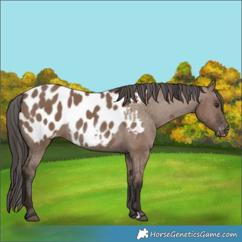 Horse Color:Liver Red Dun Appaloosa 