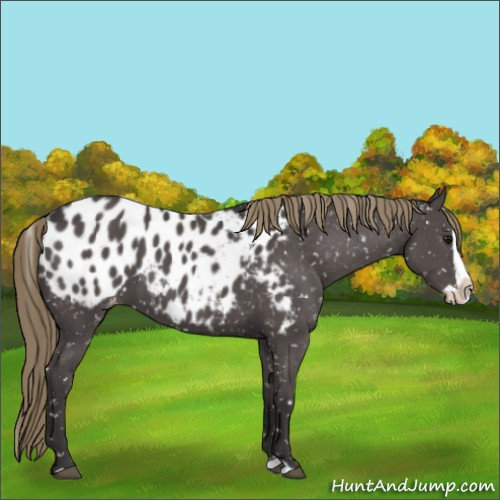 Horse Color:Smoky Grullo Splash Appaloosa 