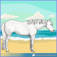 Horse Color:Cremello Appaloosa 