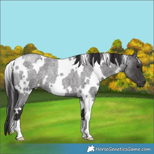 Horse Color:White Spotted Smoky Blue Roan 