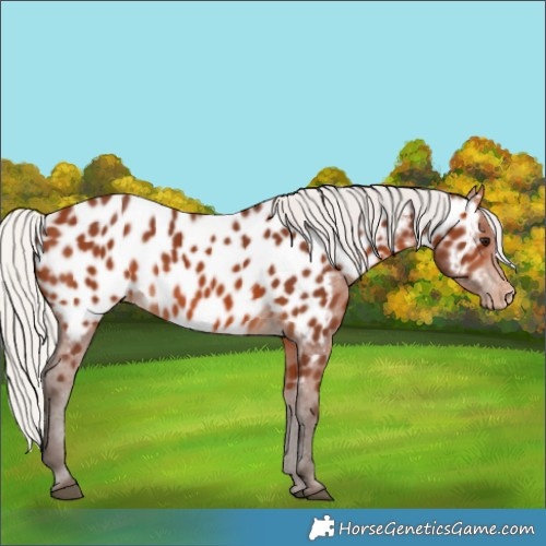 Horse Color:Silver Bay Appaloosa 
