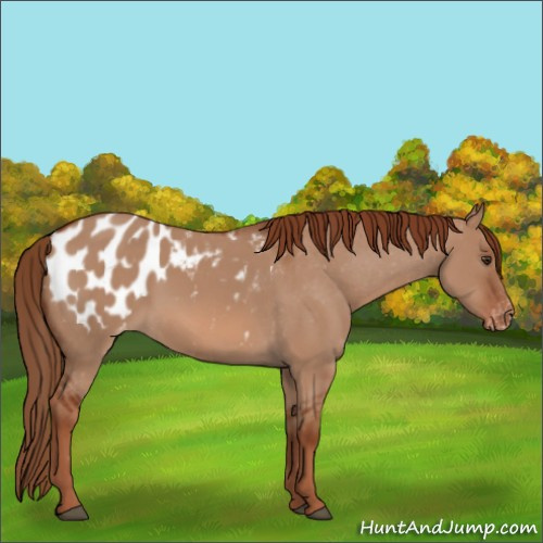 Horse Color:Red Dun Appaloosa 
