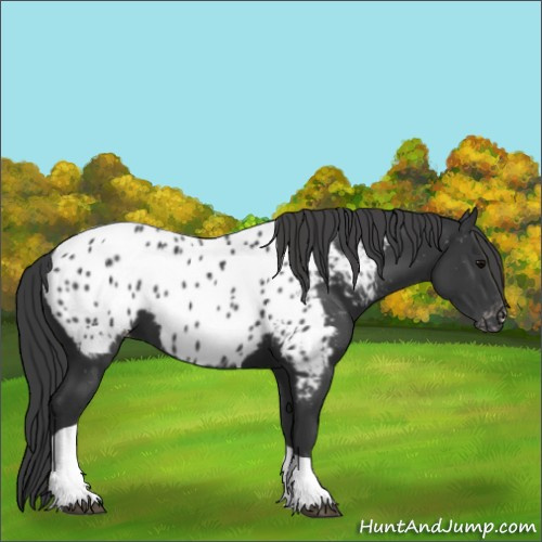 Horse Color:Black Tobiano Appaloosa