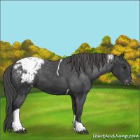 Horse Color:Black Tobiano Appaloosa