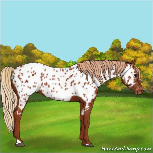 Horse Color:Chestnut Appaloosa 