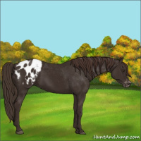 Horse Color:Liver Chestnut Appaloosa