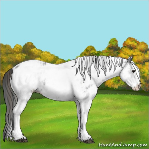 Horse Color:White Spotted Grullo Appaloosa Rabicano and White Spotted Black Appaloosa Rabicano