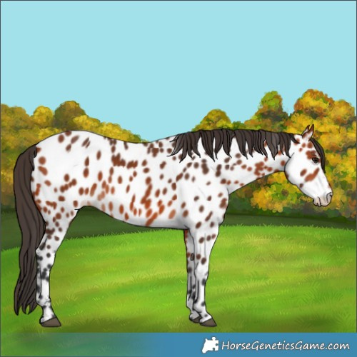 Horse Color:Bay Appaloosa