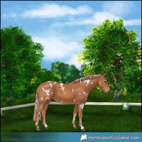 Horse Color:White Spotted Chestnut 