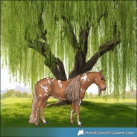 Horse Color:White Spotted Chestnut 