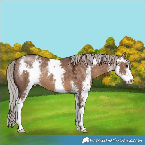 Horse Color:Chocolate Silver Brown Dun Sabino