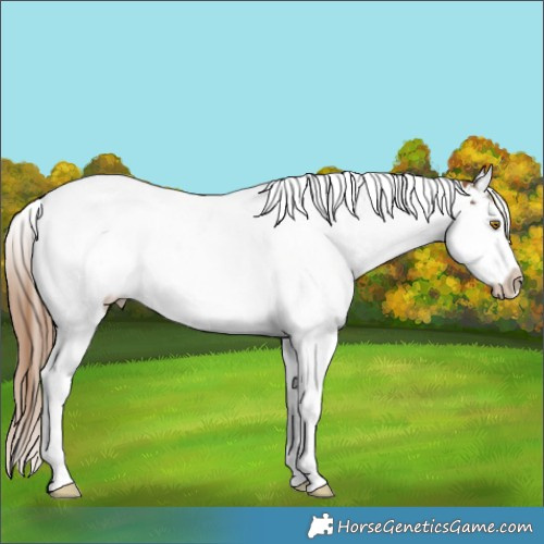 Horse Color:Brown Ice Pearl Splash Appaloosa