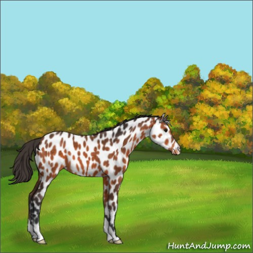 Horse Color:Bay Appaloosa 