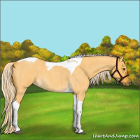 Horse Color:Palomino Roan Dun Tobiano