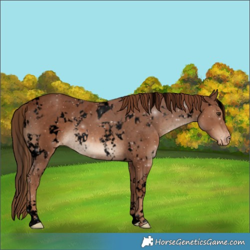 Horse Color:Void White Spotted Chestnut Appaloosa