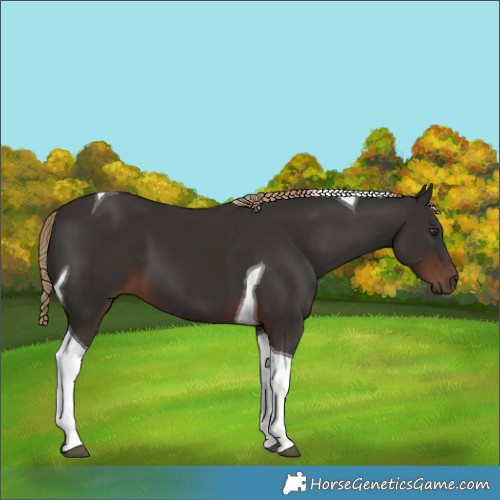 Horse Color:Liver Chestnut Tobiano 