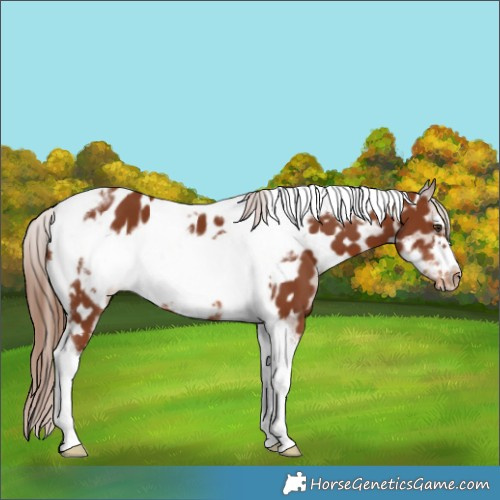 Horse Color:Chestnut Tobiano Frame Appaloosa 