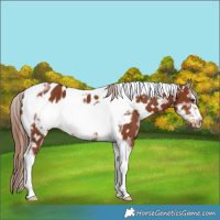 Horse Color:Chestnut Tobiano Frame Appaloosa 