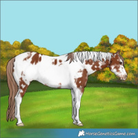 Horse Color:Chestnut Tobiano Frame Appaloosa 