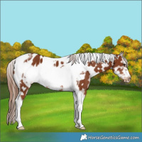 Horse Color:Chestnut Tobiano Frame Appaloosa 