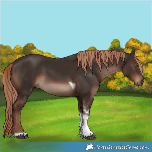 Horse Color:Liver Chestnut Sabino Tobiano 