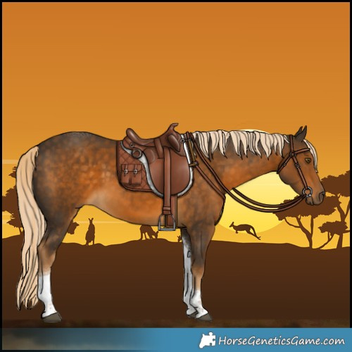 Horse Color:Chocolate Palomino Tobiano 