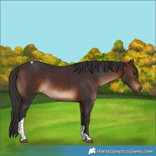 Horse Color:Brown Tobiano