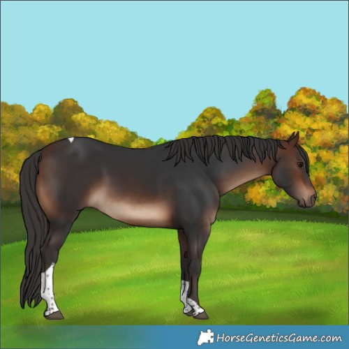 Horse Color:Brown Tobiano