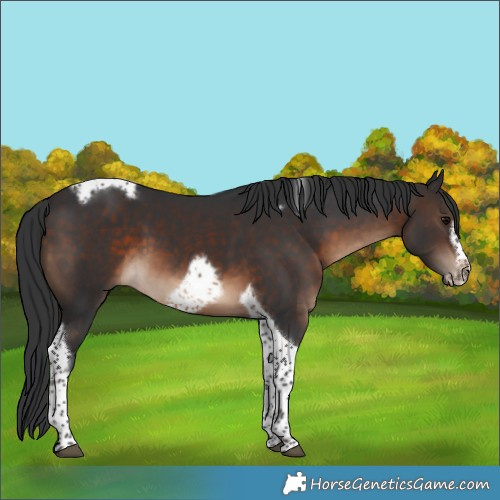 Horse Color:Brown Tobiano Frame 