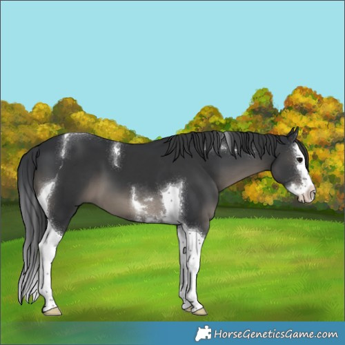 Horse Color:Black Splash Tobiano 