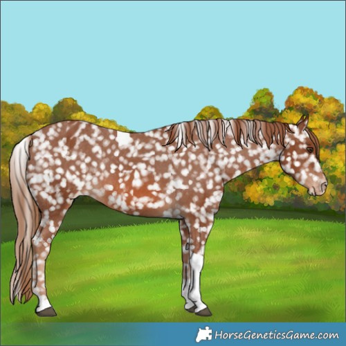Horse Color:Chestnut Tobiano Appaloosa Rabicano 