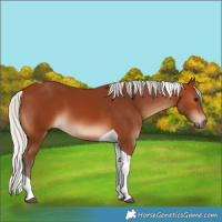 Horse Color:Silver Bay Tobiano