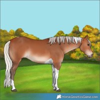 Horse Color:Silver Bay Tobiano