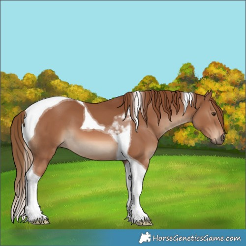 Horse Color:Chestnut Tobiano 