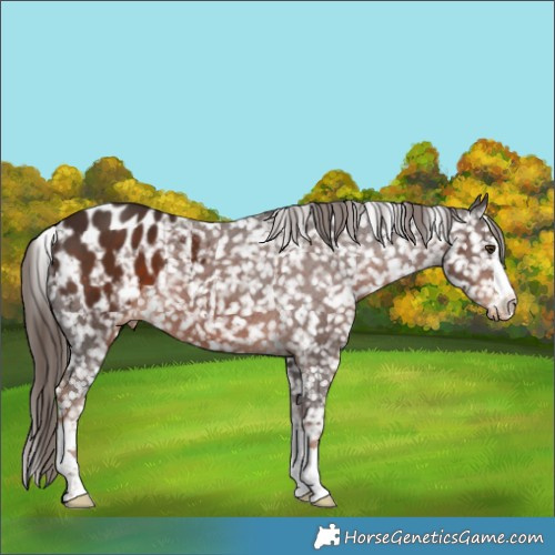 Horse Color:Liver Chestnut Appaloosa 